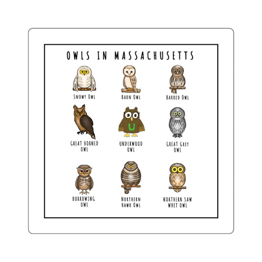 Owls in Massachusetts - Square Stickers